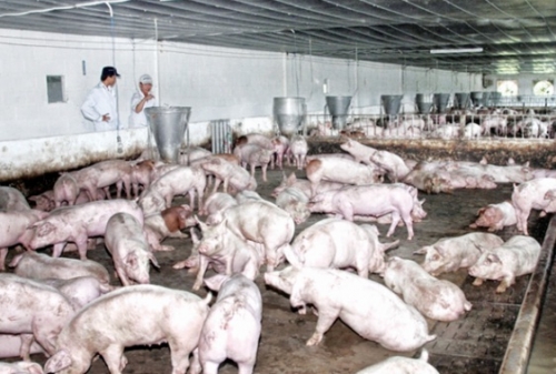 Không thể cứ ngồi chờ giải cứu