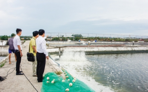 Agribank Móng Cái: Đầu tàu phát triển nông nghiệp, nông thôn