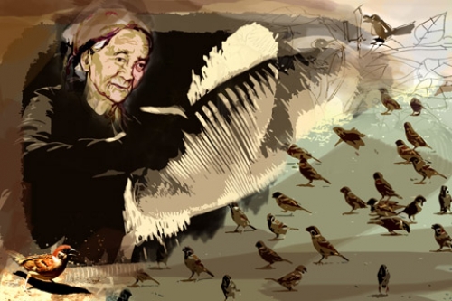 Tiếng bầy chim sẻ