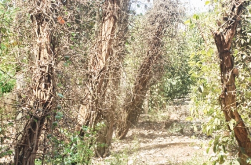 Bài học đắt giá vì  phát triển “nóng”