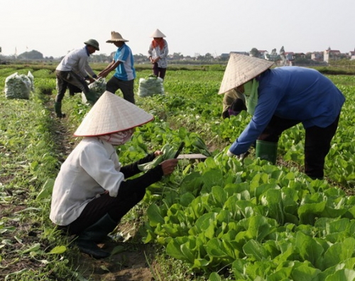 Quỹ hỗ trợ hợp tác xã ngóng pháp lý