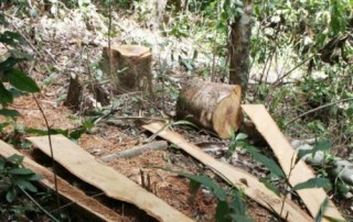 Lâm tặc phá rừng đặc dụng