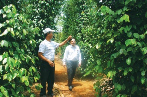 Phát triển cây hồ tiêu đang đúng hướng