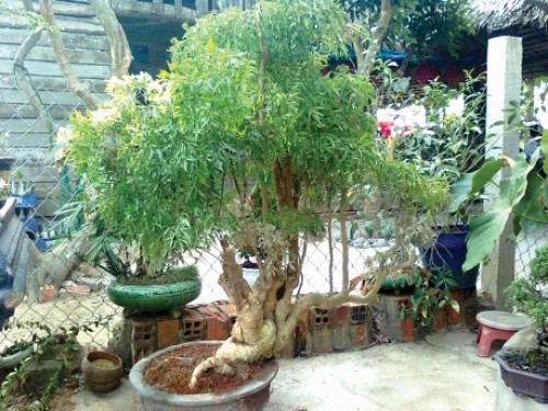 Đinh lăng liệu có… đắng