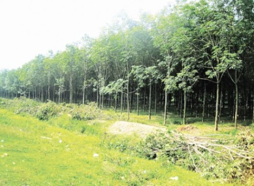 Thách thức với xuất khẩu nhìn từ ngành gỗ