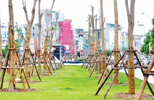 Cây xanh và sắc màu đô thị Cây xanh và sắc màu đô thị