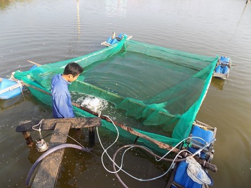 Nuôi cá bớp, thắng lợi to Nuôi cá bớp, thắng lợi to