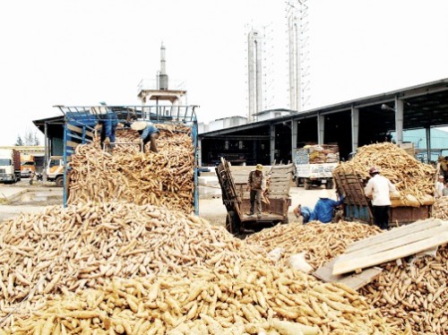 Chuỗi giá trị nông sản: Mô hình nông nghiệp hiện đại, bền vững