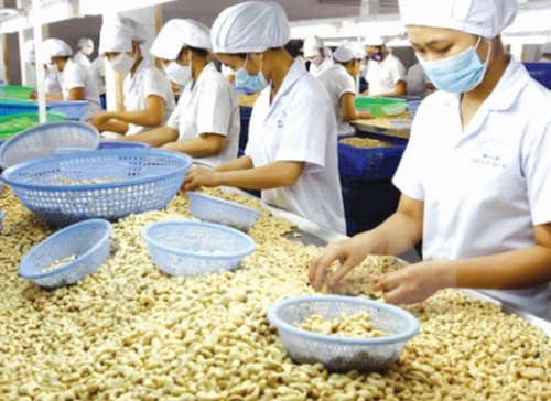 Ngành điều vẫn phụ thuộc nhập khẩu Ngành điều vẫn phụ thuộc nhập khẩu