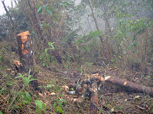 Khi rừng “chảy máu”...