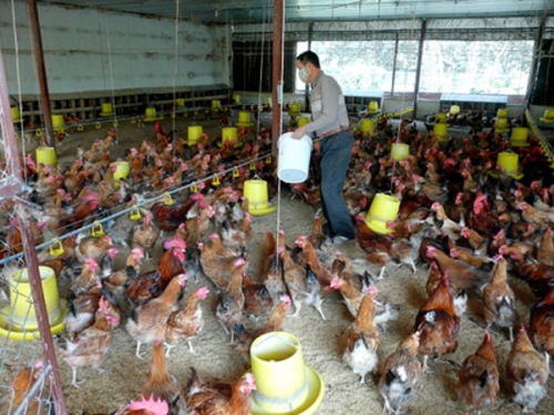 Chăn nuôi còn phát triển tự phát