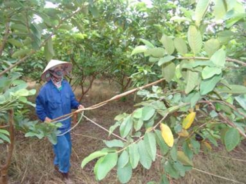 Nông dân - doanh nghiệp liên kết cùng thắng