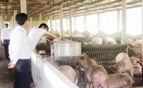 Giá heo tăng, chưa phải tín hiệu vui