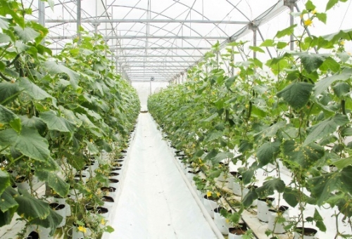 Trăn trở đầu ra sản phẩm công nghệ cao