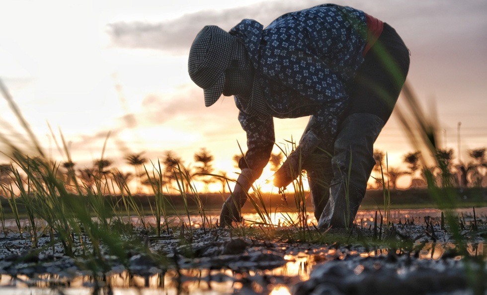 Hát về cây lúa hat ve cay lua