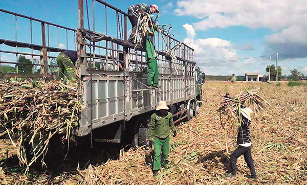 Dồn điền đổi thửa, nâng cao hiệu quả sản xuất