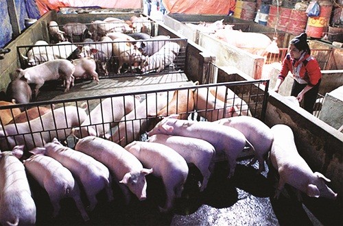 Chi nhánh NHCSXH Lào Cai: Canh cánh ước mơ của người nghèo