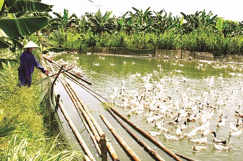 Khi đồng vốn ưu đãi của VBSP… “nở hoa”