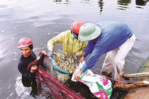 Khi đồng vốn ưu đãi của VBSP… “nở hoa”