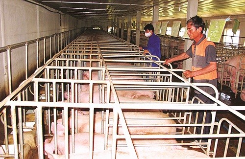 Khi đồng vốn ưu đãi của VBSP… “nở hoa”