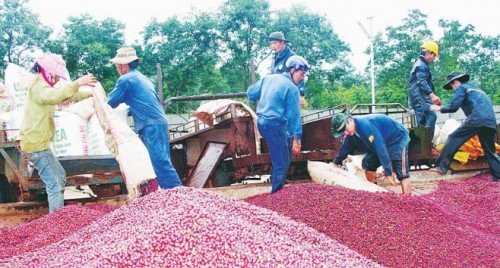 Gỡ khó cho xuất khẩu nông sản Gỡ khó cho xuất khẩu nông sản