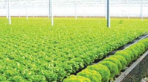 Rào cản hàng nội vào siêu thị