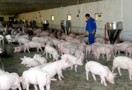 Hướng tới thị trường sạch