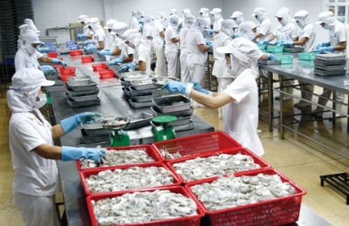 Xuất khẩu tôm lao đao vì thiếu nguyên liệu Xuất khẩu tôm lao đao vì thiếu nguyên liệu