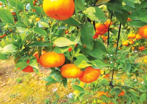 Để tận dụng cơ hội cho nông sản Việt