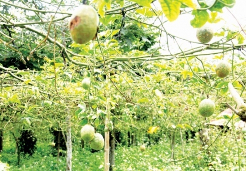 Nông dân lại điêu đứng với nông sản Nông dân lại điêu đứng với nông sản