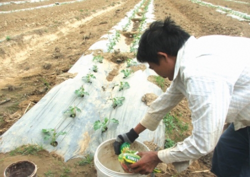 Gian nan cuộc chiến chống phân bón giả