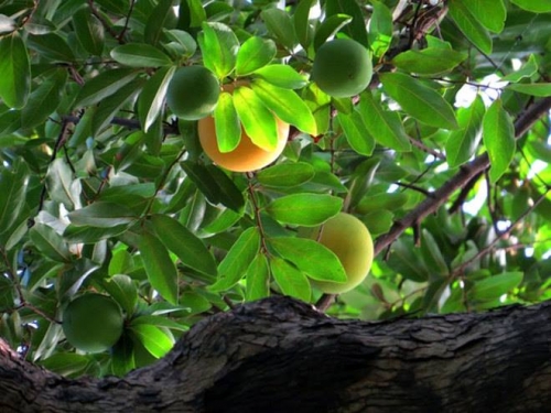 Còn vương thơm mùi cổ tích