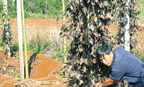 Báo động tình trạng phá hoại nông sản