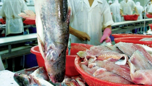 Thủy sản hưởng lợi khi xuất hàng sang Mỹ? Thủy sản hưởng lợi khi xuất hàng sang Mỹ?