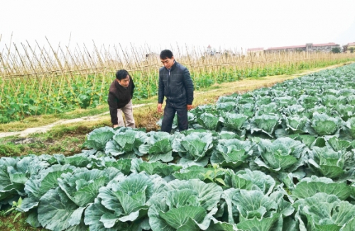 Cấp thiết chuỗi cung ứng thực phẩm an toàn Cấp thiết chuỗi cung ứng thực phẩm an toàn