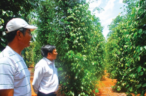 Cây công nghiệp trên Tây Nguyên: Cần có chiến lược phát triển bền vững