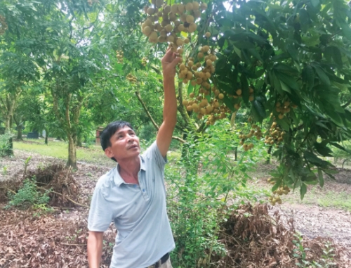 Phát triển mô hình HTX nông nghiệp kiểu mới: Thúc đẩy chuỗi nông sản Phát triển mô hình HTX nông nghiệp kiểu mới: Thúc đẩy chuỗi nông sản