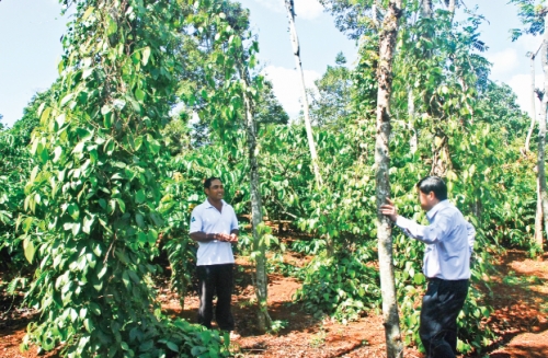 Người trồng tiêu đang chịu rủi ro kép