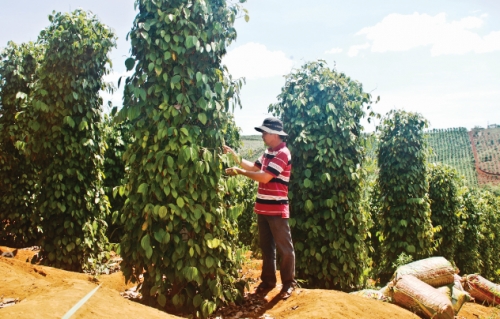 Gỡ khó để cây hồ tiêu phát triển bền vững Gỡ khó để cây hồ tiêu phát triển bền vững