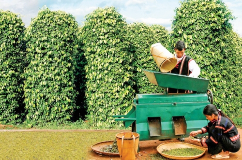 Nhiều giải pháp phát triển cây tiêu bền vững