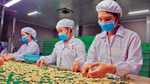 Ngành điều đối mặt nhiều khó khăn