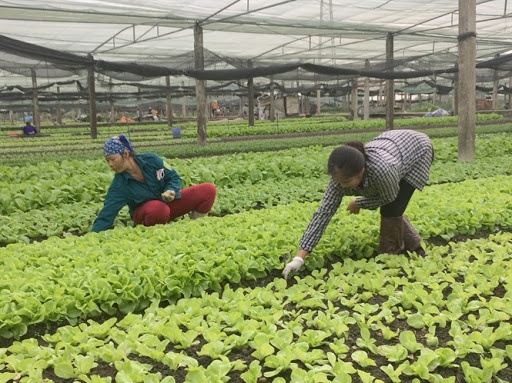 tphcm thao go kho khan khu vuc kinh te tap the hop tac xa