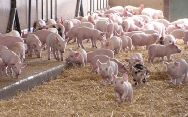 tphcm phoi hop ngan hang ho tro lai vay cho nguoi nuoi lon tai dan