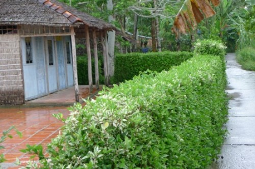 Thân thương bờ giậu Thân thương bờ giậu