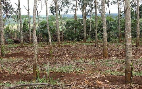 Trồng hồ tiêu bằng trụ cây cao su