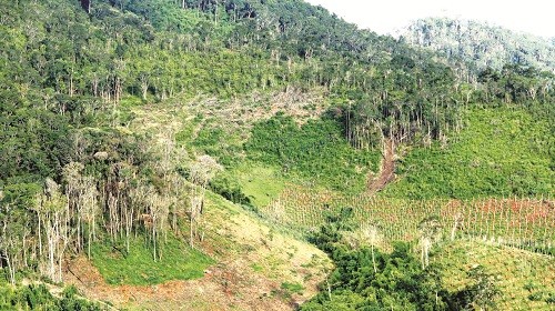 Đủ chiêu vận chuyển gỗ lậu Đủ chiêu vận chuyển gỗ lậu