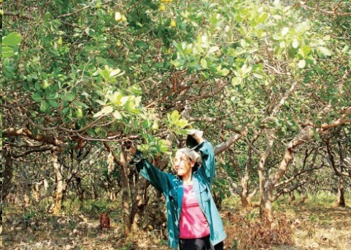 Lao đao với cây xoá nghèo