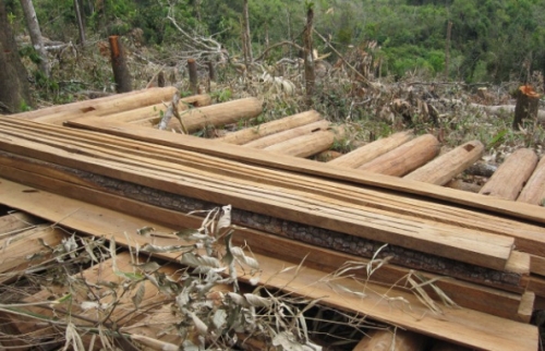 Vận chuyển gỗ trái phép