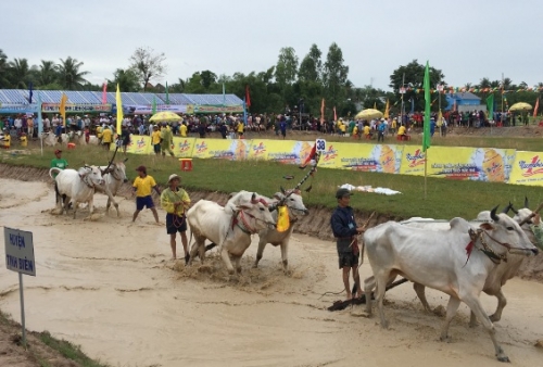 Nước tăng lực Number 1 tài trợ Hội Đua bò Bảy Núi