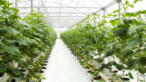 Tạo sản phẩm sạch cho thị trường